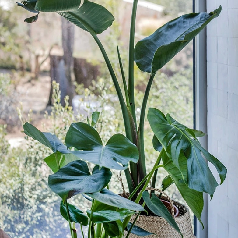 Habitación Belvedere